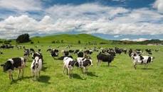 Selandia Baru Akan Terapkan Pajak Ketut Hewan, Ribuan Petani Turun Kejalan