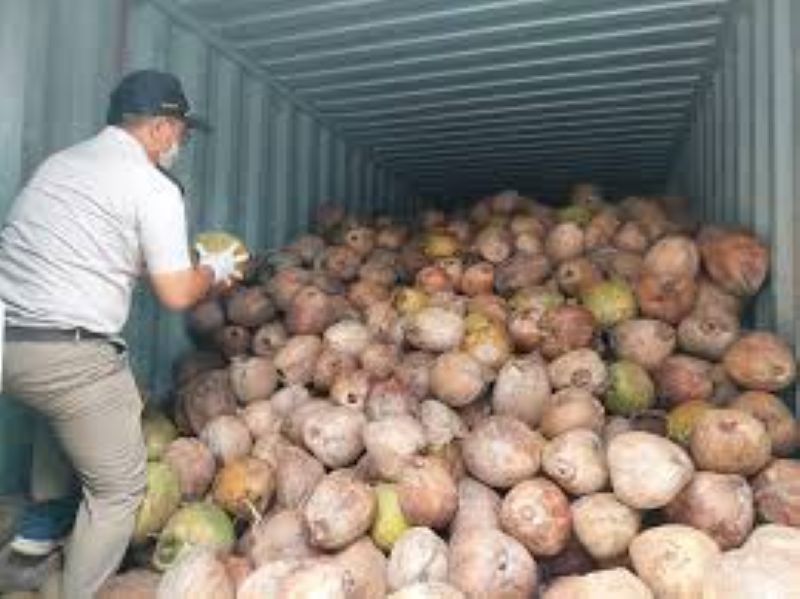 Pemerintah Siapkan Pungutan Ekspor Kelapa Bulat